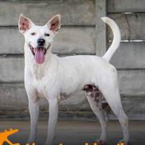 Thumbnail photo of Kongo #1