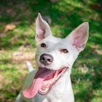 Thumbnail photo of Kongo #3