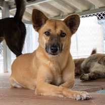 Thumbnail photo of Manima #1