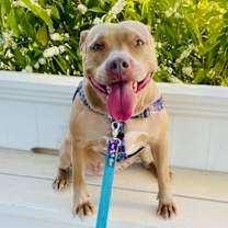 Thumbnail photo of Chai #2