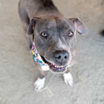 Thumbnail photo of Hemi #1