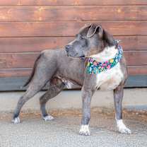 Thumbnail photo of Hemi #2