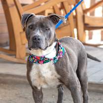 Thumbnail photo of Hemi #3