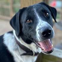 Thumbnail photo of Brody #1