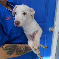 Thumbnail photo of Johnny Boy #2