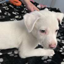 Thumbnail photo of Johnny Boy #3