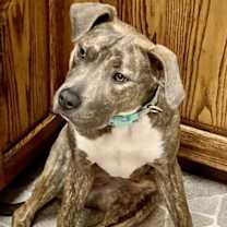 Thumbnail photo of Lovely Lucy - *SUPER URGT* NEEDS IMMED FOSTER HOME #3