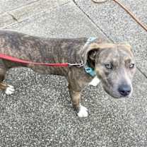 Thumbnail photo of Lovely Lucy - *SUPER URGT* NEEDS IMMED FOSTER HOME #4