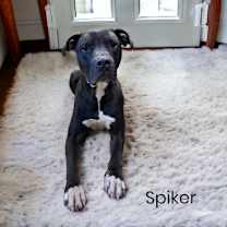 Thumbnail photo of Spiker #1