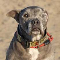 Thumbnail photo of Jasper #3