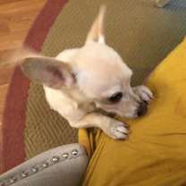 Thumbnail photo of Aflie #2