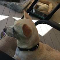 Thumbnail photo of Aflie #3
