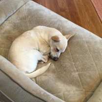 Thumbnail photo of Aflie #4