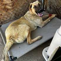 Thumbnail photo of Corky- ** WONDERFUL PAL! #1