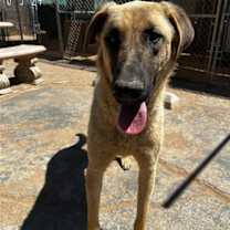 Thumbnail photo of Corky- ** WONDERFUL PAL! #2