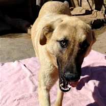 Thumbnail photo of Corky- ** WONDERFUL PAL! #3