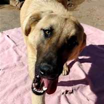 Thumbnail photo of Corky- ** WONDERFUL PAL! #4