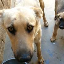 Thumbnail photo of Golden Mama - #3