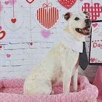 Thumbnail photo of Petey Ward Steele #2