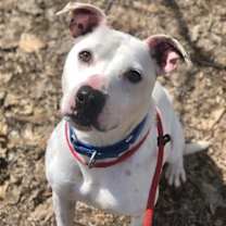 Thumbnail photo of Petey Ward Steele #4