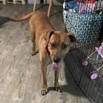 Thumbnail photo of Penny #1