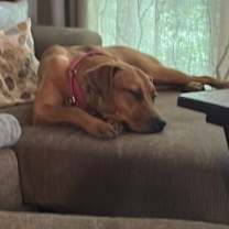 Thumbnail photo of Penny #4