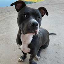 adopt-pet