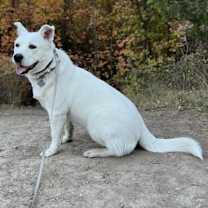 Thumbnail photo of Shinju #1