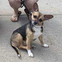 Thumbnail photo of Wheezy #2