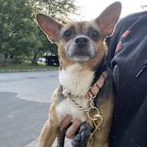 Thumbnail photo of Wheezy #3