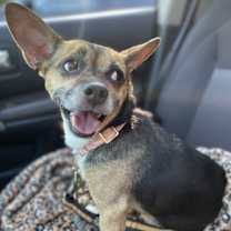 Thumbnail photo of Wheezy #4