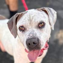 Thumbnail photo of Charlotte - Foster or Adopt Me! #1