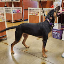 Thumbnail photo of Maxwell #3