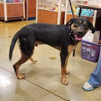 Thumbnail photo of Maxwell #4