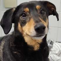 Thumbnail photo of Smith (Smitty) Special Needs #1