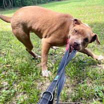 Thumbnail photo of Viola #2