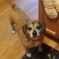 Thumbnail photo of Hazel #1