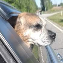 Thumbnail photo of Hazel #4