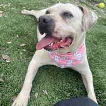 Thumbnail photo of Charlotte - Foster or Adopt Me! #2