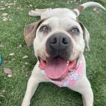 Thumbnail photo of Charlotte - Foster or Adopt Me! #3