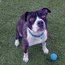Thumbnail photo of Watson #1