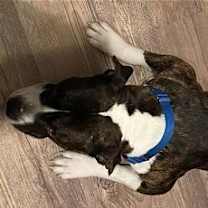 Thumbnail photo of Watson #3