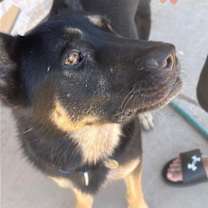 Thumbnail photo of Tyson #1