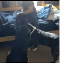 Thumbnail photo of Tyson #2