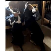 Thumbnail photo of Tyson #3