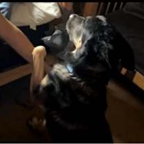 Thumbnail photo of Tyson #4