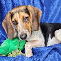 Thumbnail photo of Jolene Beagle #2