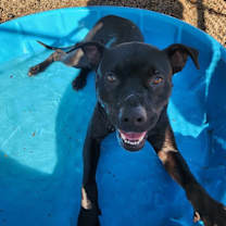 Thumbnail photo of NIKO #4