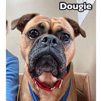 Thumbnail photo of Dougie #1