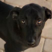 Thumbnail photo of Licorice #2